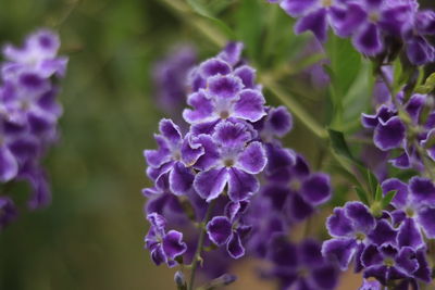Close-up of purple flowering plants
