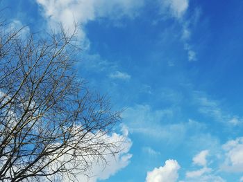 Low angle view of trees against blue sky