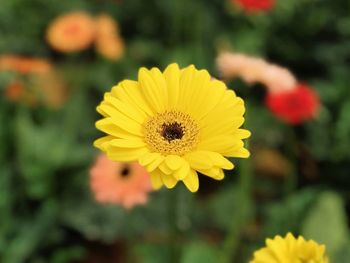 Close-up of honey bee on yellow flower