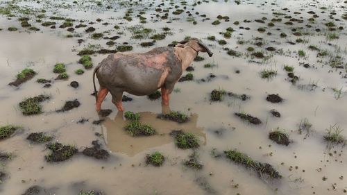 Dog standing on snow