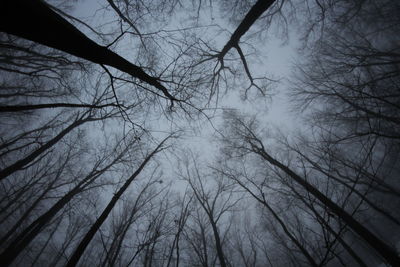 Low angle view of bare trees against sky
