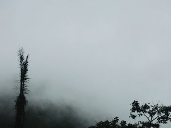 Low angle view of silhouette trees against sky