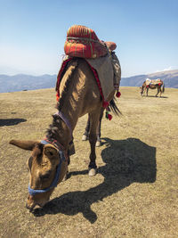 A view of a mule grazing on grasslands