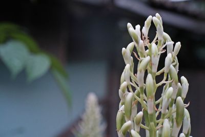 Close-up of white flowers blooming in park