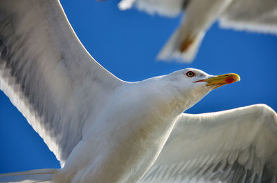 Close-up of seagull against sky