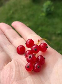 Close-up of hand holding red berries