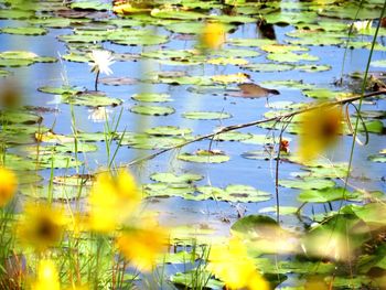 Full frame shot of yellow leaves floating on lake