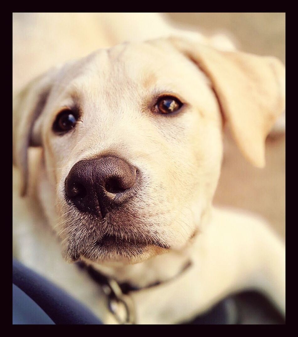 pets, domestic animals, dog, animal themes, looking at camera, one animal, mammal, close-up, portrait, indoors, no people, day