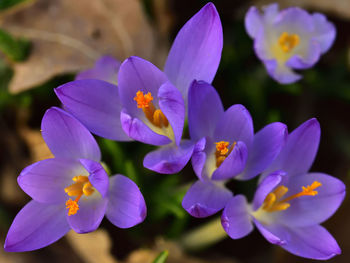 Close-up of purple flowers blooming outdoors