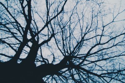 Silhouette bare tree against sky