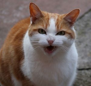 Close-up of anger cat