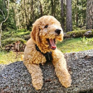 Dog in a forest