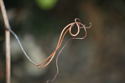 Close-up of plant against blurred background