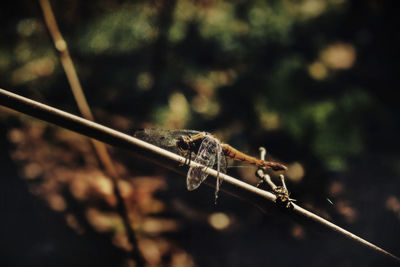 Close-up of grasshopper