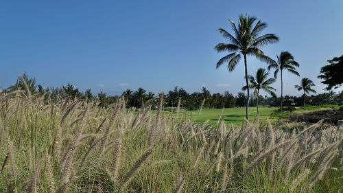 Scenic view of agricultural field against clear sky