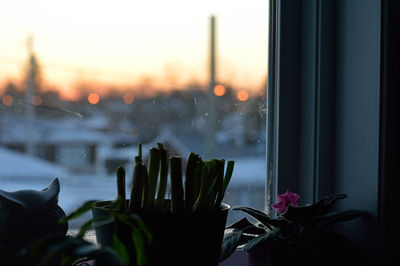 Potted plants on window sill during sunset