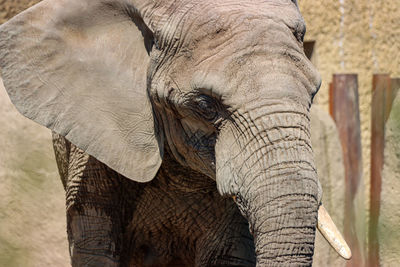 Close-up of elephant in zoo