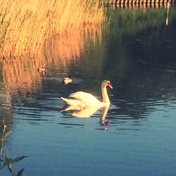 Swans swimming in lake