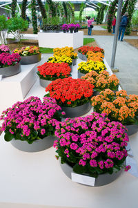 Close-up of flowers in pot for sale