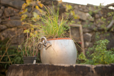 Close-up of potted plant