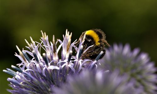 Close-up of bee pollinating on flower