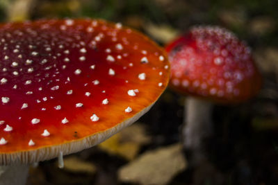 Close-up of fly agaric mushroom