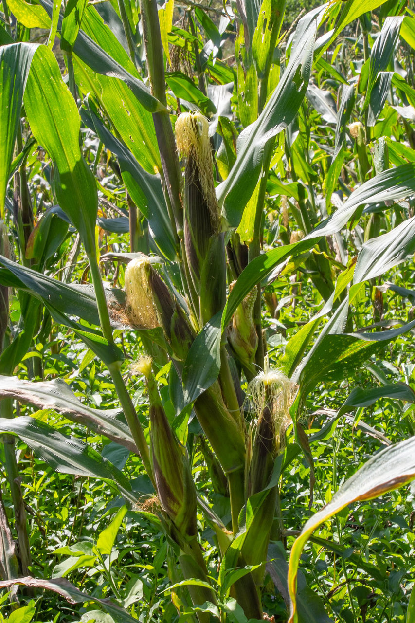 CLOSE-UP OF FRESH CORN FIELD