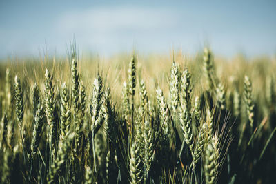 Close-up of stalks in field