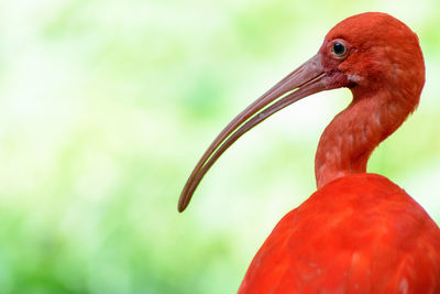 Close-up of duck