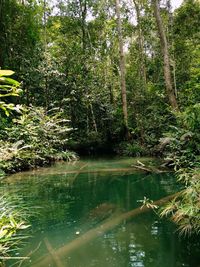 Scenic view of lake in forest