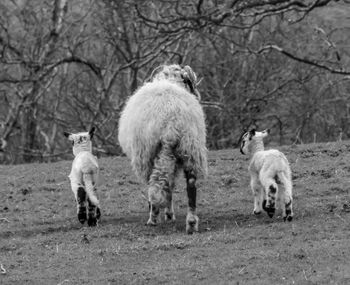 Sheep and two lambs  walking away from camera. black and white photography. 