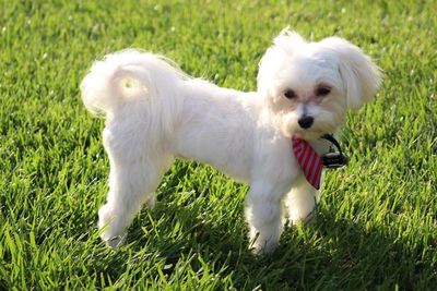 White dog on field