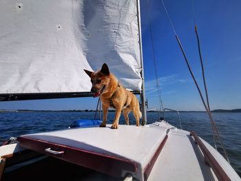 View of a dog on the sea