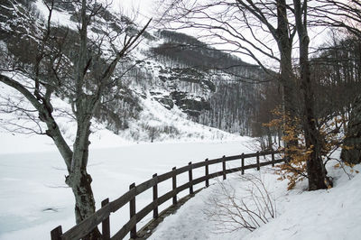 Bare trees on snow covered land