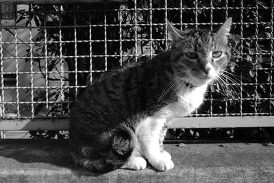 Close-up of cat looking away