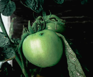 Close-up of fruits on tree