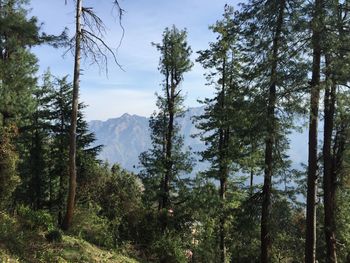 Pine trees in forest against sky