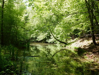 Trees by lake in forest
