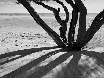 Shadow of tree on beach