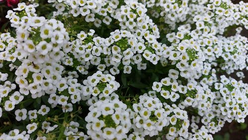 Close-up of white flowering plants