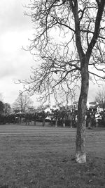 Bare trees on field against sky