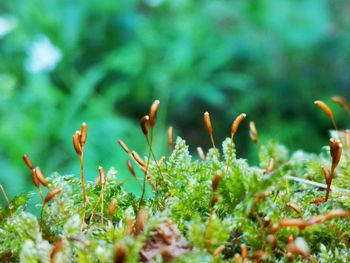Close-up of plants growing on field