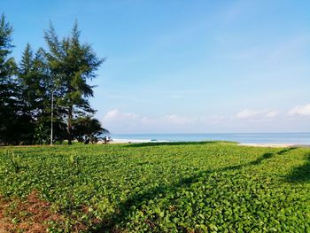 Scenic view of agricultural field against sky