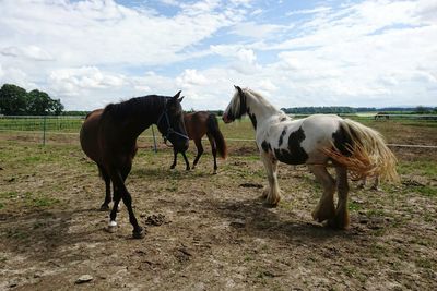 Horses on field against sky