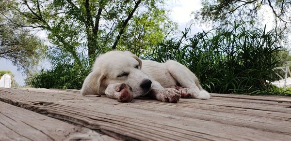 View of a dog sleeping on tree