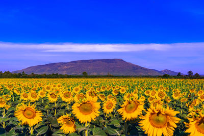 Scenic view of yellow flowering field against blue sky