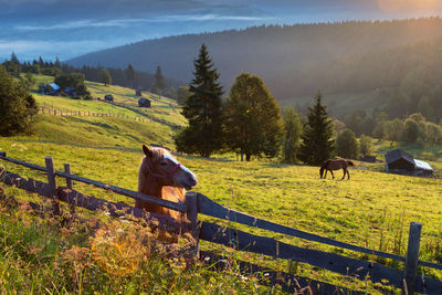 Horses in a field