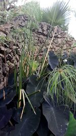 Plants growing in water