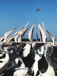 Low angle view of pelicans against clear blue sky