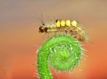 Close-up of insect on flower